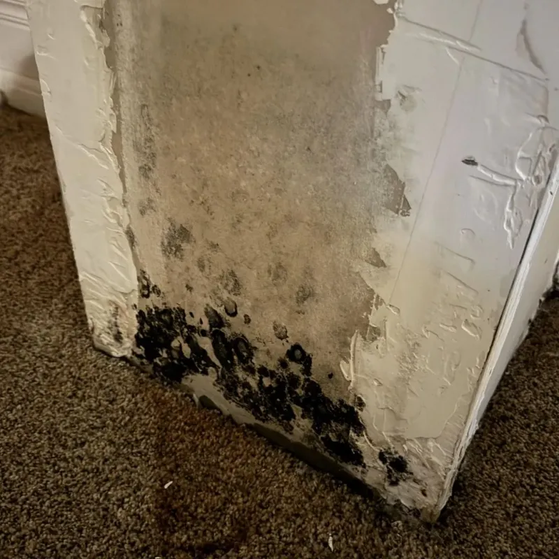 Professional Mold Removal in Ferguson, MO